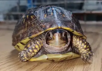 looking for a box turtle, View more