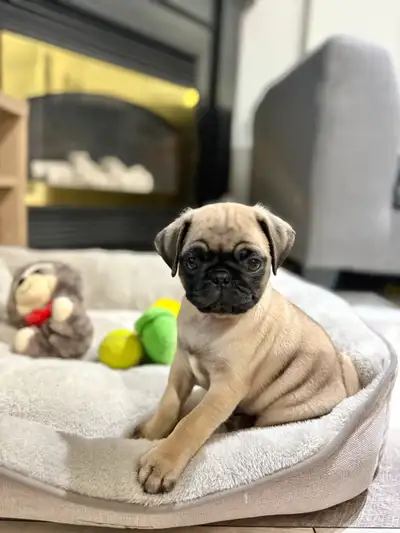 Male dog purebreed Pug puppy, View more