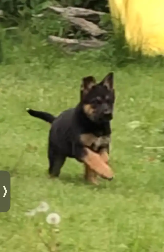 German shepherd puppie female in Dogs & Puppies for Rehoming in Oakville / Halton Region - Image 5