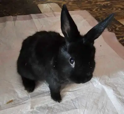 Dwarf mini rex bunnies, View more