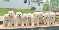 Miniature American Eskimo puppies