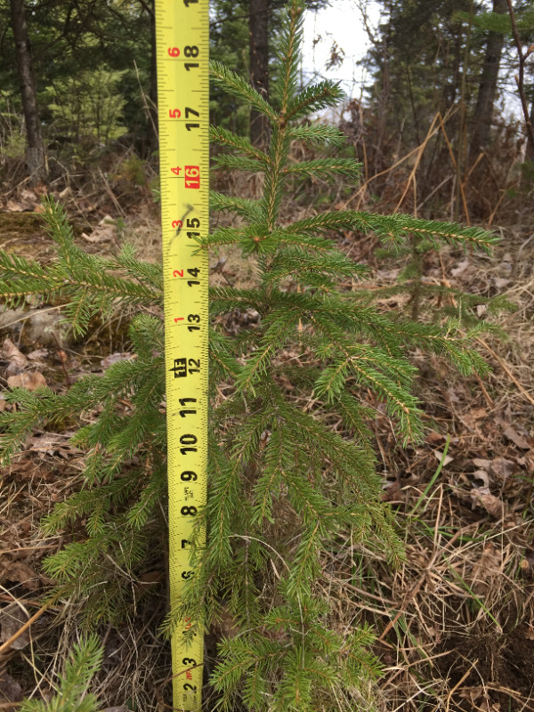 White Spruce tree seedlings in Plants, Fertilizer & Soil in Thunder Bay - Image 3
