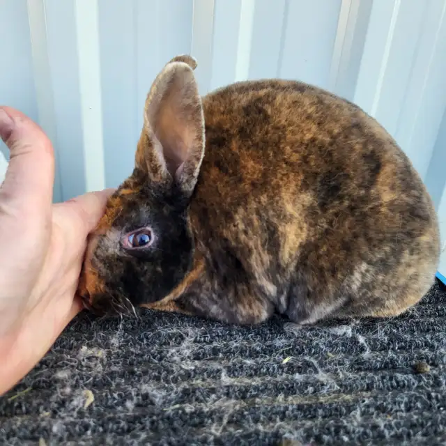 EXTRAORDINARY MINI REX BABY RABBITS in Small Animals for Rehoming in Ottawa - Image 7