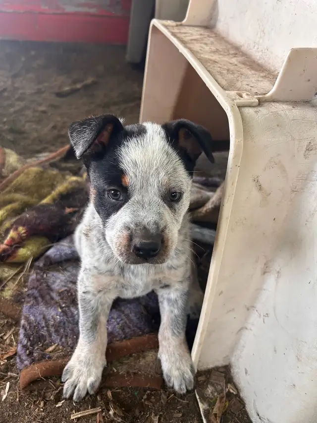 chiot bouvier australien in Dogs & Puppies for Rehoming in West Island - Image 11