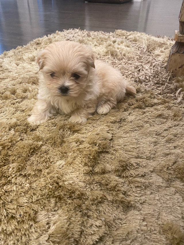High Quality MALSHI Maltipoo X ShitZu  in Dogs & Puppies for Rehoming in Oakville / Halton Region - Image 4