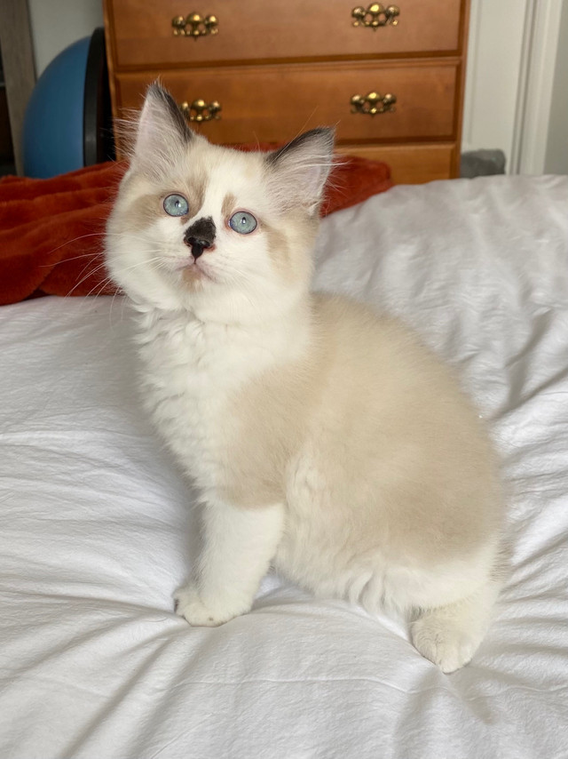 Ragdoll Kittens Cats & Kittens for Rehoming Oshawa / Durham Region