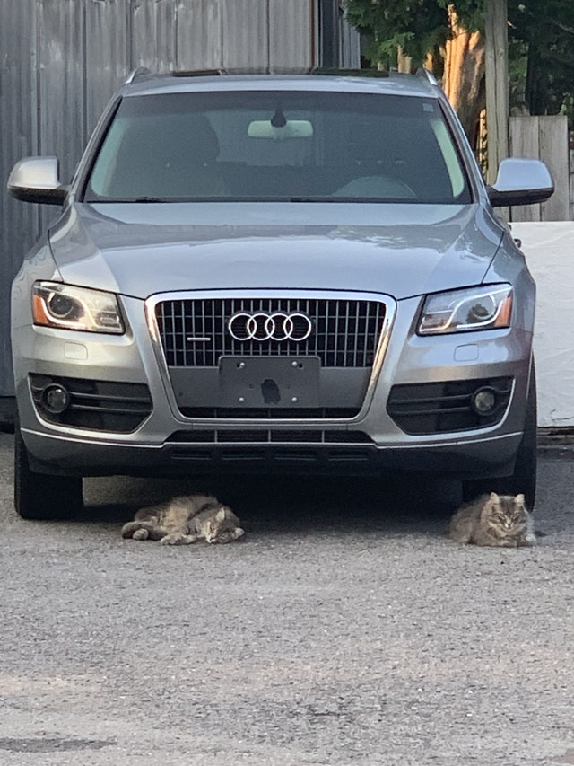 Audi Q5 2011 - Pneus 1X hiver + Mags