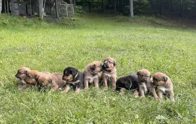 Chiot Bouvier Bernois & Mastif / Labrador, View more