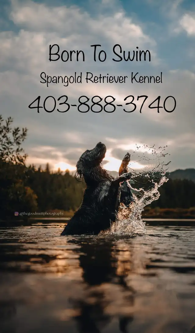 Spangold Retriever -Golden Retriever X English Springer Spaniel in Dogs & Puppies for Rehoming in Vernon - Image 3
