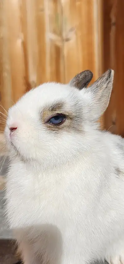 Dwarf Bunnies For Sale* Only 8 Weeks Old*, View more