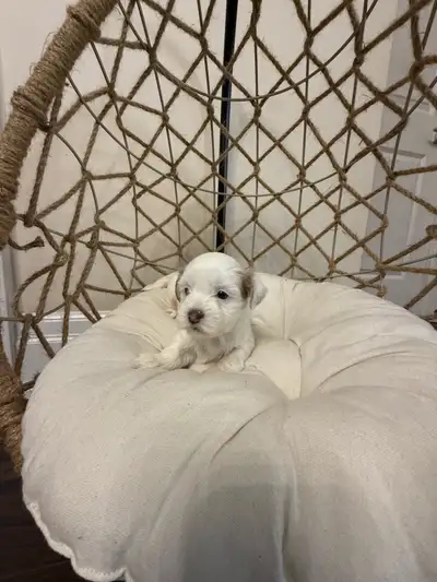 Morkie  Puppies, View more