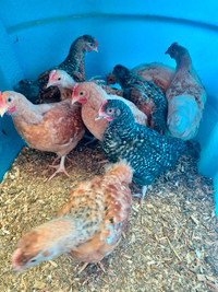 6 week old roosters