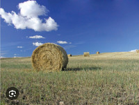 Barley green forage and hay