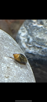 Bladder snails