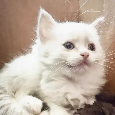 ragdoll kittens, View more