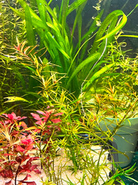Ammania craussilis aquatic plant