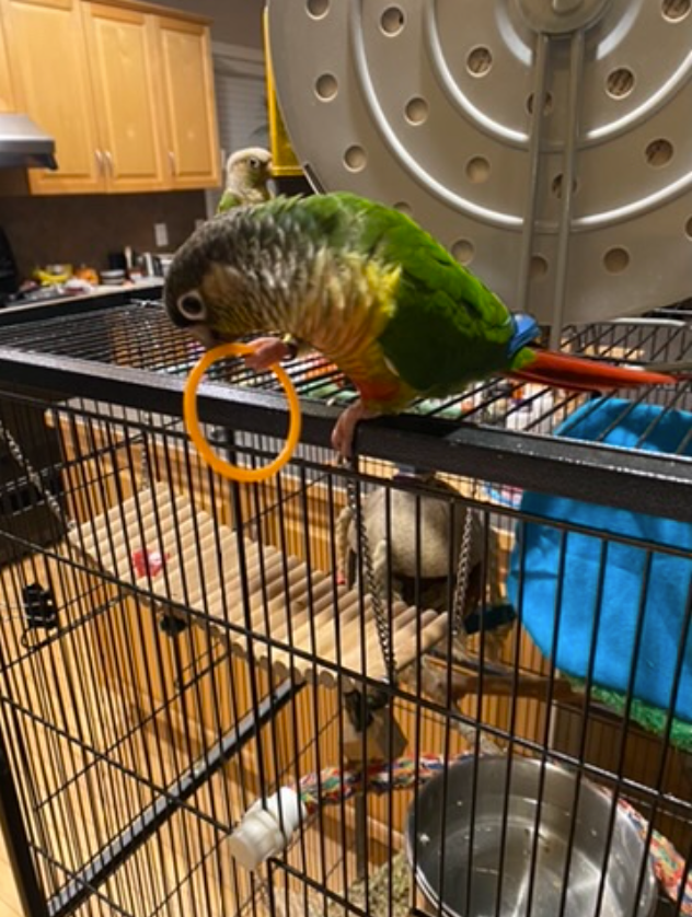 Two Conure Parrots - Only $450 in Birds for Rehoming in Calgary - Image 2