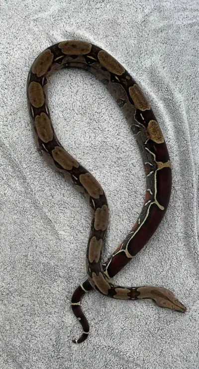 Suriname Boa Constrictors, View more