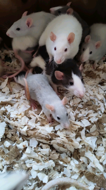 Rats de toute sorte dans Petits animaux à adopter  à Longueuil/Rive Sud - Image 2