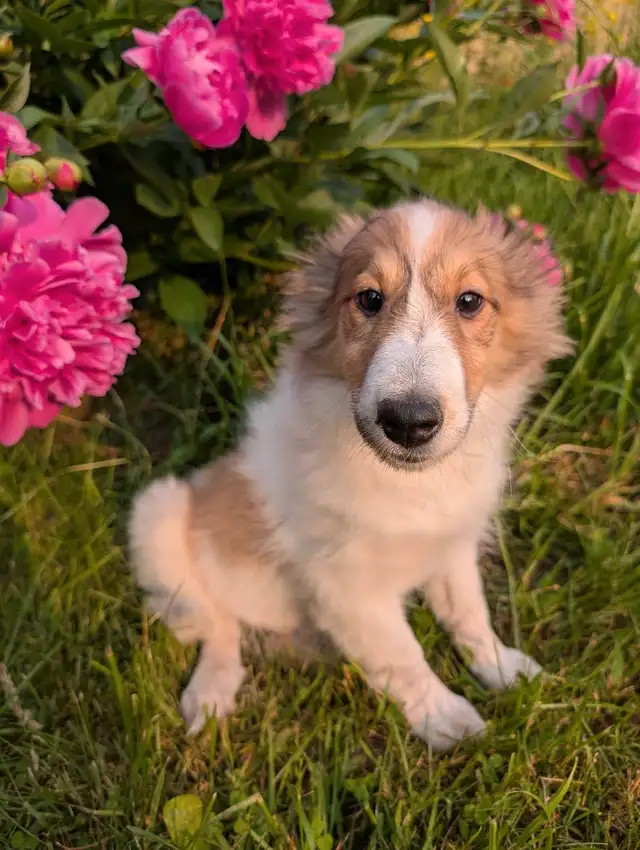 chiot berger shetland femelle in Dogs & Puppies for Rehoming in Longueuil / South Shore - Image 4