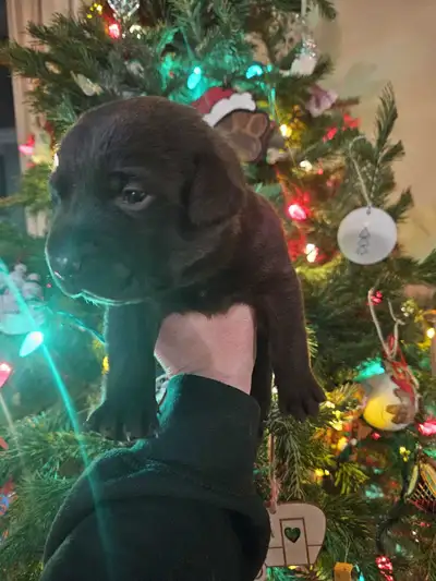 Labrador Puppies!, View more