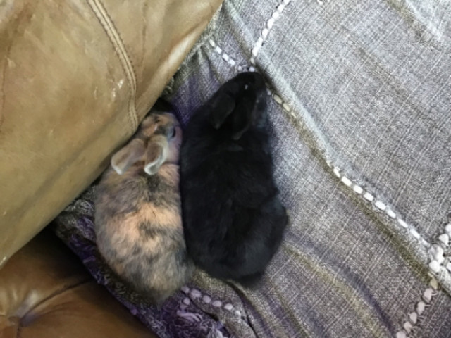 (2) deux/two bunnies/lapins pour 49$ dans Petits animaux à adopter  à Lévis - Image 4