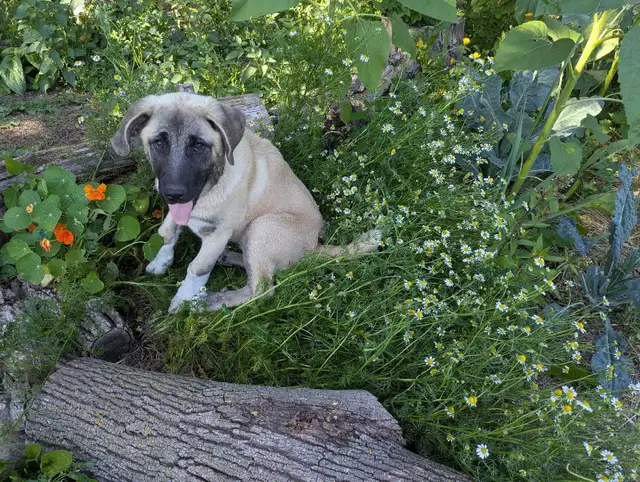 Seed Starting Class 65568773096449124