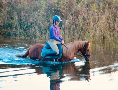 Perfect Gaited Morgan Trail And Pleasure Mare, View more