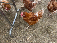 Lohmann brown chickens 