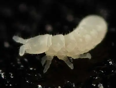 Springtails, View more