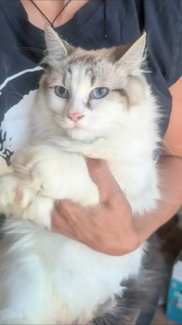 Chatte ragdoll in Cats & Kittens for Rehoming in Laurentides - Image 2