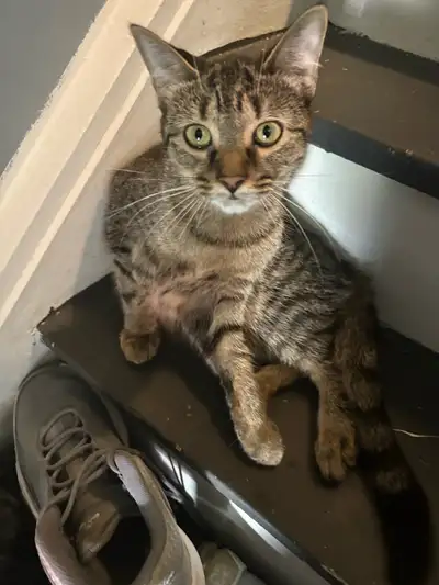 9 month old kitten for sale, View more