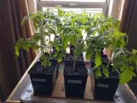Six tomato plants for sale.