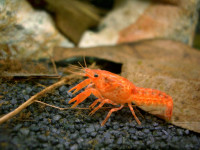 BEAUTIFUL COLORED DWARF CRAYFISH ON SPECIAL