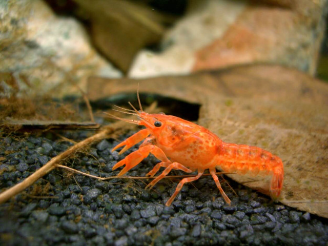 BEAUTIFUL COLORED DWARF CRAYFISH ON SPECIAL in Fish for Rehoming in North Bay