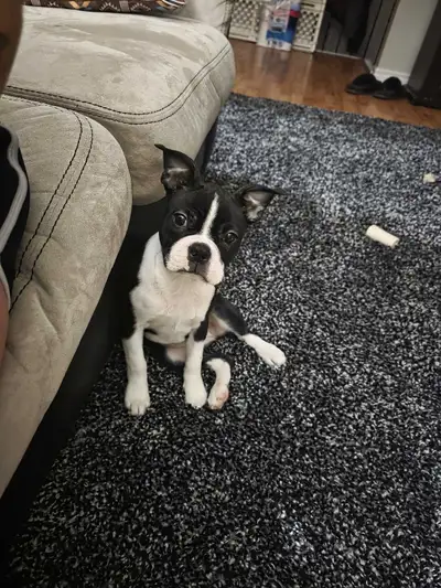 Female Boston Terrier puppy, View more