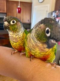 Green-cheeked conures