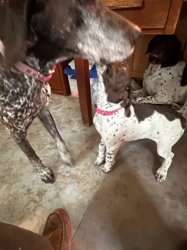 German Shorthaired Pointer  Puppies Wingshot_GSPs in Dogs & Puppies for Rehoming in St. Albert - Image 9