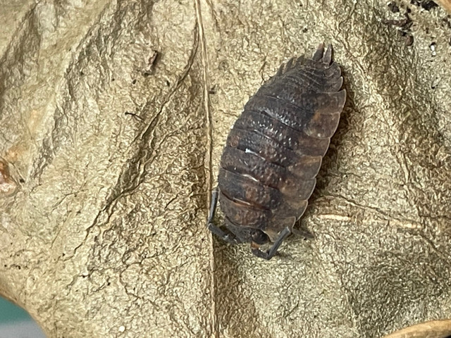 Porcellio Scaber Isopods  in Reptiles & Amphibians for Rehoming in St. John's - Image 3