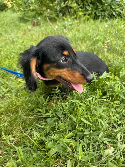 Gorgeous Pure Miniature Dachshund Puppies, View more