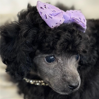 Toy Poodle Puppies CKC Registered, View more