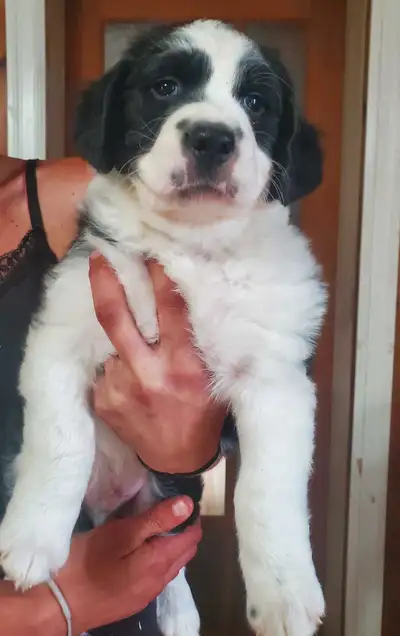 Border Collie mix, View more