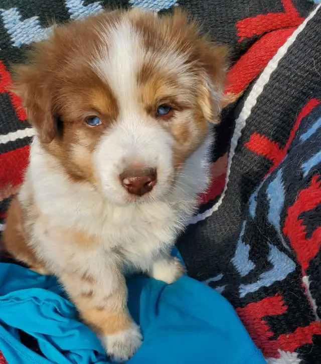 Australian Shepherd puppies