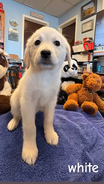 Lab/retriever pups ready for their new homes, View more