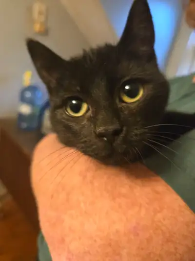 Many Kittens, View more