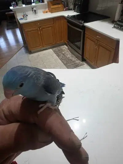 Blue Male Parrotlet, View more