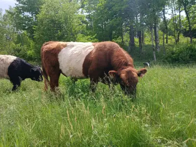 Purebred Belted Galloway (red & white) bull, View more
