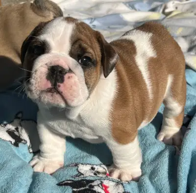 English Bulldog puppies, View more
