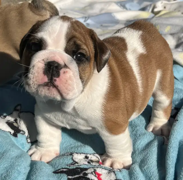 English Bulldog puppies | Dogs & Puppies for Rehoming | Windsor Region ...