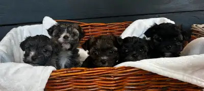 Most Adorable Morkie Puppies, View more
